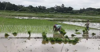 ফেনীতে বন্যায় ক্ষতিগ্রস্ত কৃষিখাত; শঙ্কা নিয়েই আবাদে নেমেছেন কৃষক